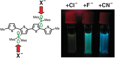 Graphical abstract: Turn-on fluorescence response upon anion binding to dimesitylboryl-functionalized quaterthiophene