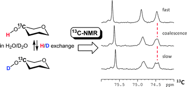 Graphical abstract: 13C-NMR quantification of proton exchange at LewisX hydroxyl groups in water