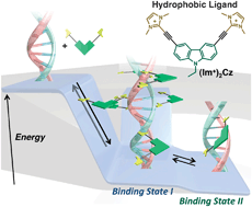 Graphical abstract: Mechanistic understanding of multistep assembly of DNA with a carbazole ligand by simple adjustment of host–guest concentrations
