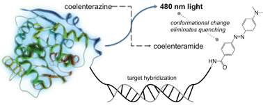 Graphical abstract: Bioluminescent stem-loop probes for highly sensitive nucleic acid detection