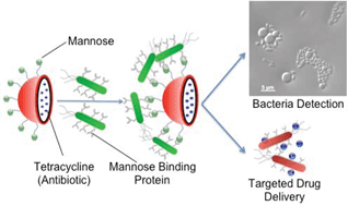 Graphical abstract: A facile one-pot sonochemical synthesis of surface-coated mannosyl protein microspheres for detection and killing of bacteria