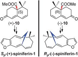 Graphical abstract: Total syntheses of (Sp)-(+)- and (Rp)-(−)-spiniferin-1, a pair of unusual natural products with planar chirality