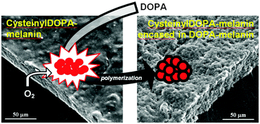 Graphical abstract: A melanin-inspired pro-oxidant system for dopa(mine) polymerization: mimicking the natural casing process