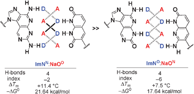 Graphical abstract: New imidazopyridopyrimidine:naphthyridine base-pairing motif, ImNN:NaOO, consisting of a DAAD:ADDA hydrogen bonding pattern, markedly stabilize DNA duplexes