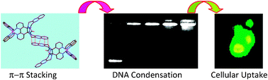 Graphical abstract: Ruthenium(ii) polypyridyl complexes as carriers for DNA delivery