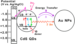 Graphical abstract: Energy transfer between CdS quantum dots and Au nanoparticles in photoelectrochemical detection