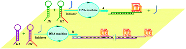 Graphical abstract: Kinetically grafting G-quadruplexes onto DNA nanostructures for structure and function encoding via a DNA machine