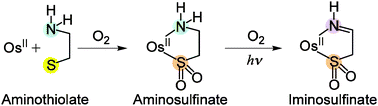 Graphical abstract: A bis-bipyridine osmium(ii) complex with an N,S-chelating 2-aminoethanesulfinate: photoinduced conversion of an amine to an imine donor group by air oxidation