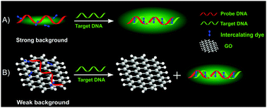 Graphical abstract: Graphene oxide as an efficient signal-to-background enhancer for DNA detection with a long range resonance energy transfer strategy