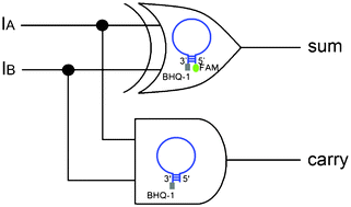 Graphical abstract: Molecular beacon-based half-adder and half-subtractor