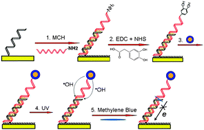 Graphical abstract: How far can hydroxyl radicals travel? An electrochemical study based on a DNA mediated electron transfer process