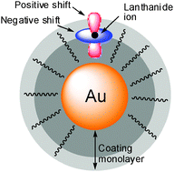 Graphical abstract: Mapping the nanoparticle-coating monolayer with NMR pseudocontact shifts