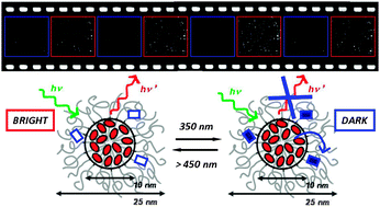 Graphical abstract: Reversible photoswitching of dye-doped core–shell nanoparticles
