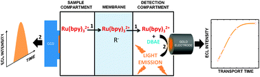 Graphical abstract: Electrogenerated chemiluminescence triggered by electroseparation of Ru(bpy)32+ across a supported liquid membrane