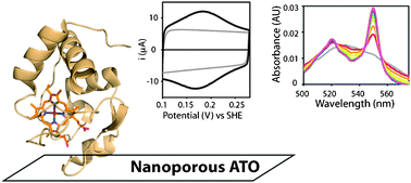 Graphical abstract: Spectroelectrochemistry of cytochrome c and azurin immobilized in nanoporous antimony-doped tin oxide