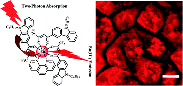 Graphical abstract: Efficient two-photon-sensitized luminescence of a novel europium(iii) β-diketonate complex and application in biological imaging