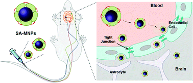 Graphical abstract: A facile approach for the delivery of inorganic nanoparticles into the brain by passing through the blood–brain barrier (BBB)