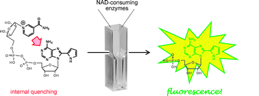 Graphical abstract: A novel fluorescent probe for NAD-consuming enzymes