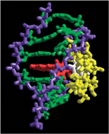 Graphical abstract: A ternary supramolecular system containing a boronated DNA-metallointercalator, β-cyclodextrin and the hexanucleotide d(GTCGAC)2