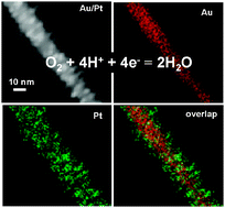 Graphical abstract: Au/Pt and Au/Pt3Ni nanowires as self-supported electrocatalysts with high activity and durability for oxygen reduction