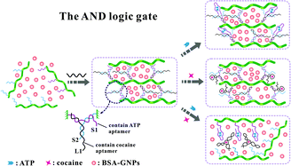 Graphical abstract: Colorimetric logic gates based on aptamer-crosslinked hydrogels