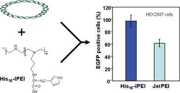 Graphical abstract: Histidinylated linear PEI: a new efficient non-toxic polymer for gene transfer