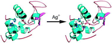 Graphical abstract: Silver metallation of hen egg white lysozyme: X-ray crystal structure and NMR studies