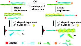 Graphical abstract: A novel DNA-templated click chemistry strategy for fluorescent detection of copper(ii) ions