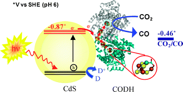 Graphical abstract: Visible light-driven CO2 reduction by enzyme coupled CdS nanocrystals