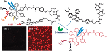 Graphical abstract: Enzyme responsive luminescent ruthenium(ii) cephalosporin probe for intracellular imaging and photoinactivation of antibiotics resistant bacteria