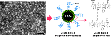 Graphical abstract: Cross-linked magnetic nanoparticles from poly(ethylene glycol) and dodecyl grafted poly(succinimide) as magnetic resonance probes