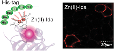 Graphical abstract: Design of a multinuclear Zn(ii) complex as a new molecular probe for fluorescence imaging of His-tag fused proteins