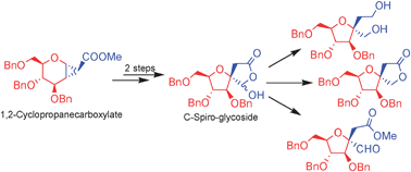 Graphical abstract: Stereoselective synthesis of sugar fused β-disubstituted γ-butyro-lactones: C-spiro-glycosides from 1,2-cyclopropanecarboxylated sugars