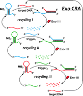 Graphical abstract: Exonuclease-assisted cascaded recycling amplification for label-free detection of DNA