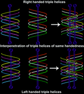 Graphical abstract: A hydrogen bonded cocrystal with an unusual interweaving between the adjacent triple-helices