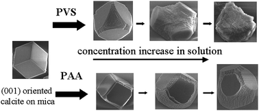 Graphical abstract: Additive-dependent morphogenesis of oriented calcite crystals on mica