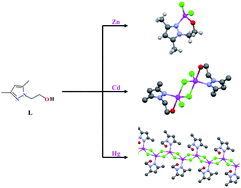 Graphical abstract: Variable behaviour of flexible N,O-mixed pyrazole ligand towards Zn(ii), Cd(ii) and Hg(ii) ions. Synthesis, crystal structure and fluorescent properties