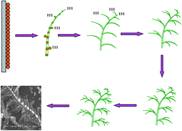 Graphical abstract: Growth of silver dendritic nanostructuresvia electrochemical route