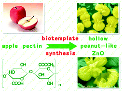 Graphical abstract: Apple pectin-mediated green synthesis of hollow double-caged peanut-like ZnO hierarchical superstructures and photocatalytic applications