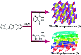Graphical abstract: 3D → 3D interpenetrated and 2D → 3D polycatenated Ag(i) networks constructed from 1,4-bis(2-methylimidazol-1-ylmethyl)benzene and dicarboxylates