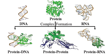 Graphical abstract: Shape, flexibility and packing of proteins and nucleic acids in complexes