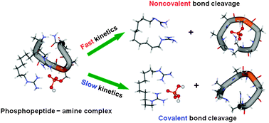 Graphical abstract: Competition between covalent and noncovalent bond cleavages in dissociation of phosphopeptide-amine complexes