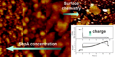 Graphical abstract: Influence of surface chemistry and protein concentration on the adsorption rate and S-layer crystal formation