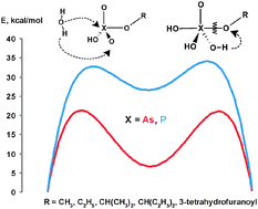 Graphical abstract: Theoretical modeling on the kinetics of the arsenate-ester hydrolysis: implications to the stability of As-DNA