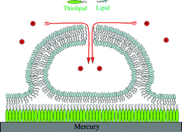 Graphical abstract: Tethered bilayer lipid micromembranes for single-channel recording: the role of adsorbed and partially fused lipid vesicles