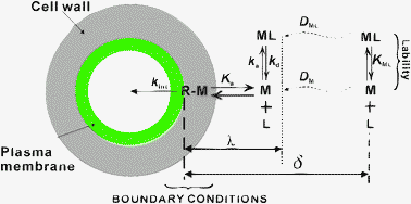 Graphical abstract: Metal flux through consuming interfaces in ligand mixtures: boundary conditions do not influence the lability and relative contributions of metal species