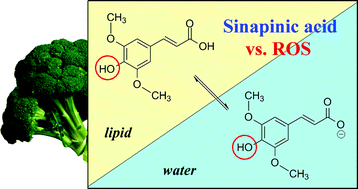 Graphical abstract: Mechanism and kinetics studies on the antioxidant activity of sinapinic acid