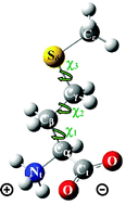 Graphical abstract: Side chain flexibility and protonation states of sulfur atom containing amino acids