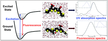 Graphical abstract: Molecular dynamics effects on luminescence properties of oligothiophene derivatives: a molecular mechanics–response theory study based on the CHARMM force field and density functional theory