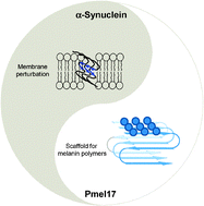 Graphical abstract: The yin and yang of amyloid: insights from α-synuclein and repeat domain of Pmel17
